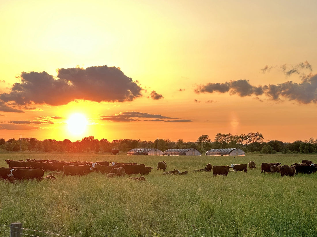 Cattle grazing on lush green pasture at Tyner Pond Farm during a vibrant sunset, with hoop houses visible in the background.