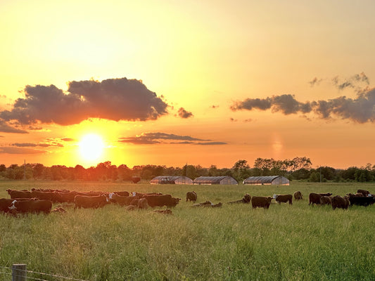Cattle grazing on lush green pasture at Tyner Pond Farm during a vibrant sunset, with hoop houses visible in the background.