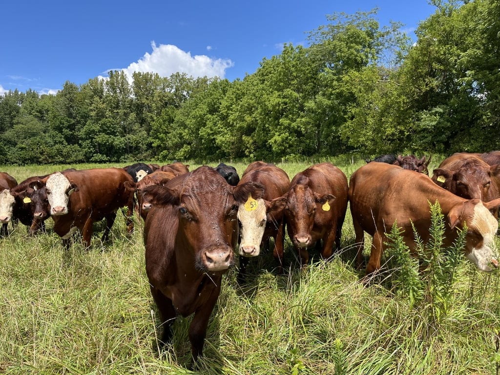 A group of grass-fed cattle grazing in a lush, green pasture at Tyner Pond Farm under a clear Indiana sky.