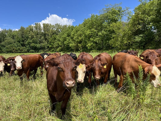 A group of grass-fed cattle grazing in a lush, green pasture at Tyner Pond Farm under a clear Indiana sky.