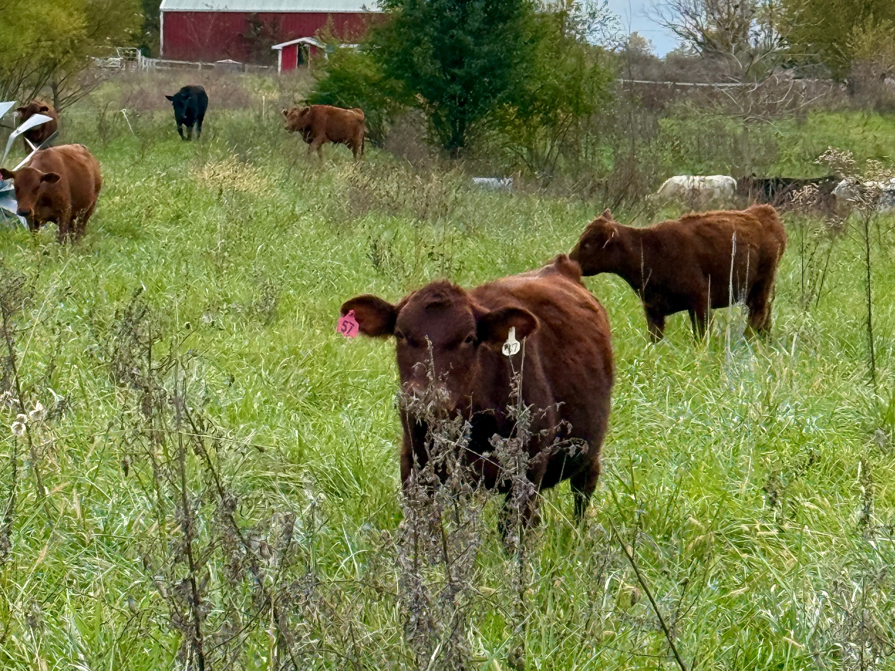 Indiana Grassfed Beef at Tyner Pond Farm