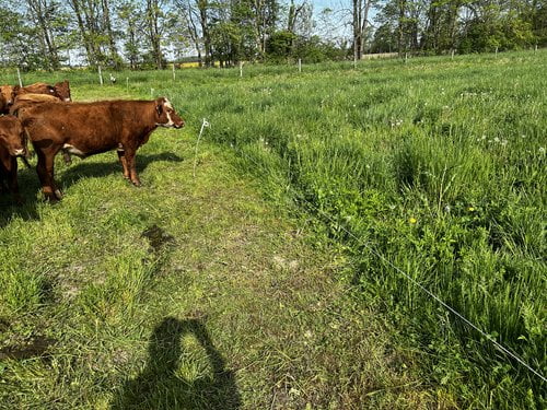 The Truth About Grassfed Beef (Part 1)
