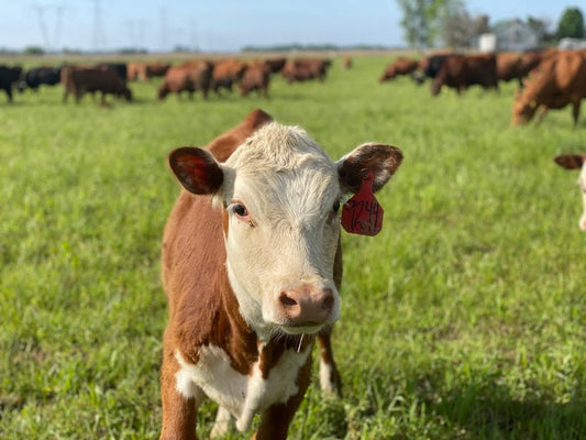 Calf on Tyner Pond Farm