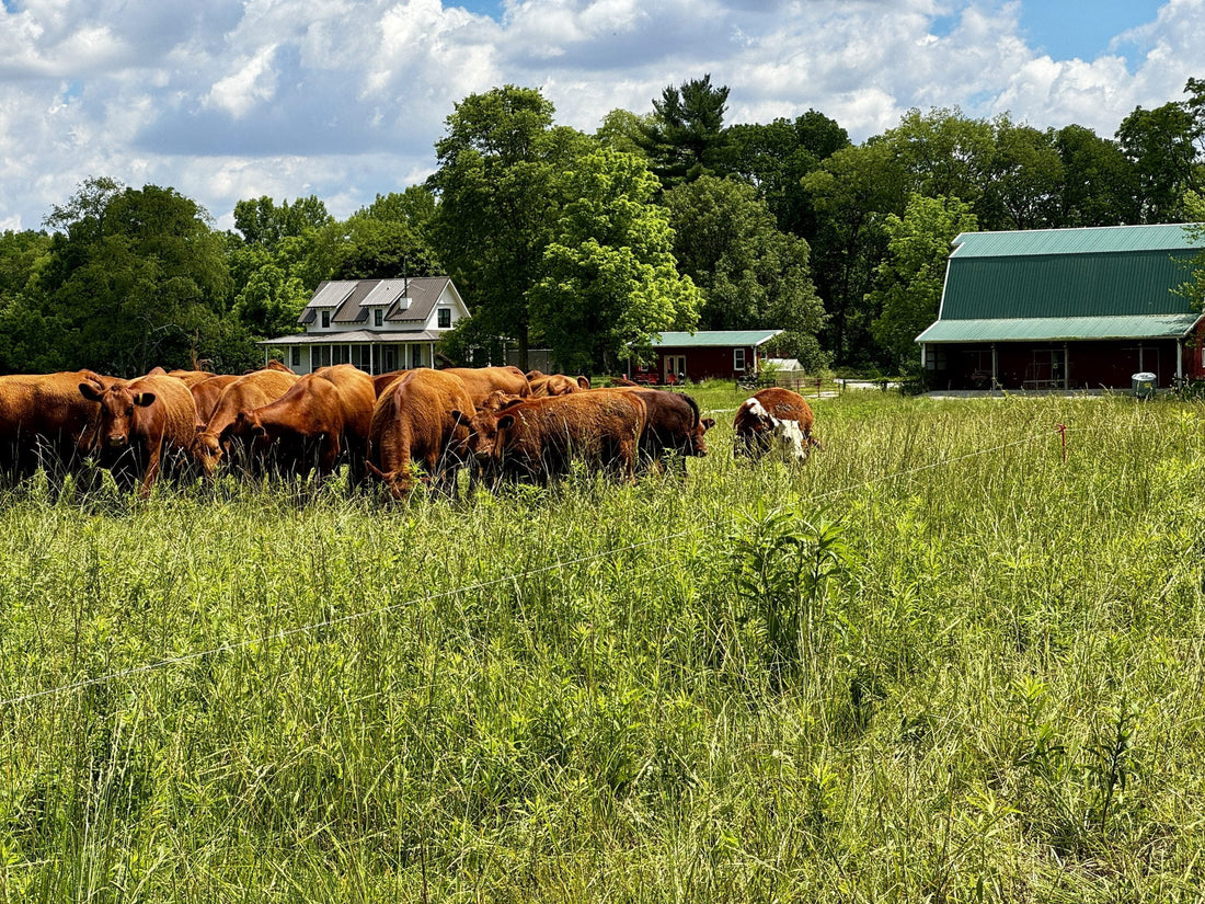Cattle grazing on lush pastures at Tyner Pond Farm, with farm buildings in the background.
