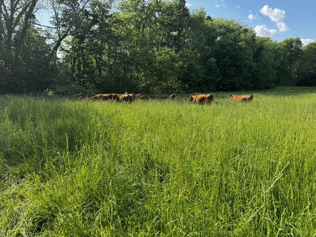 Cattle in very deep grass at Tyner Pond Farm, barely visible