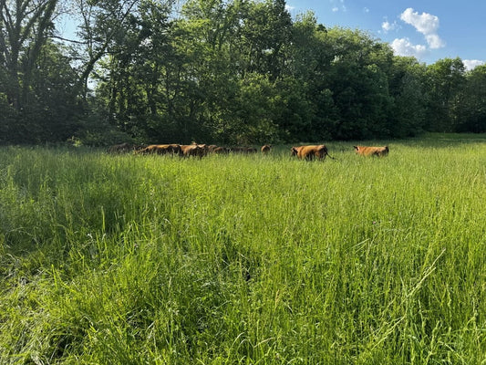 Cattle in very deep grass at Tyner Pond Farm, barely visible