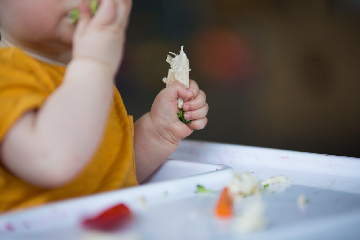 Baby holding soft pieces of pasture-raised chicken and vegetables during baby led weaning, seated at a highchair in a natural home setting.
