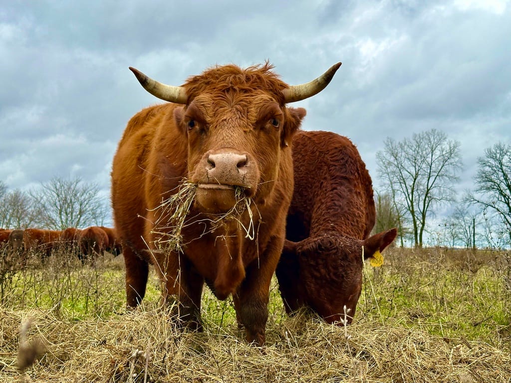 A steer standing on a thick forage cover, chewing hay on a wet Indiana pasture managed with holistic grazing practices