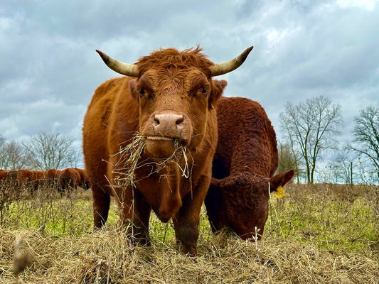 A steer standing on a thick forage cover, chewing hay on a wet Indiana pasture managed with holistic grazing practices