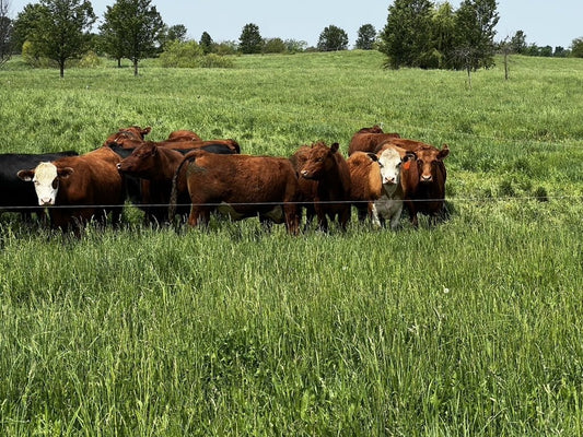 Grass fed Beef Indiana