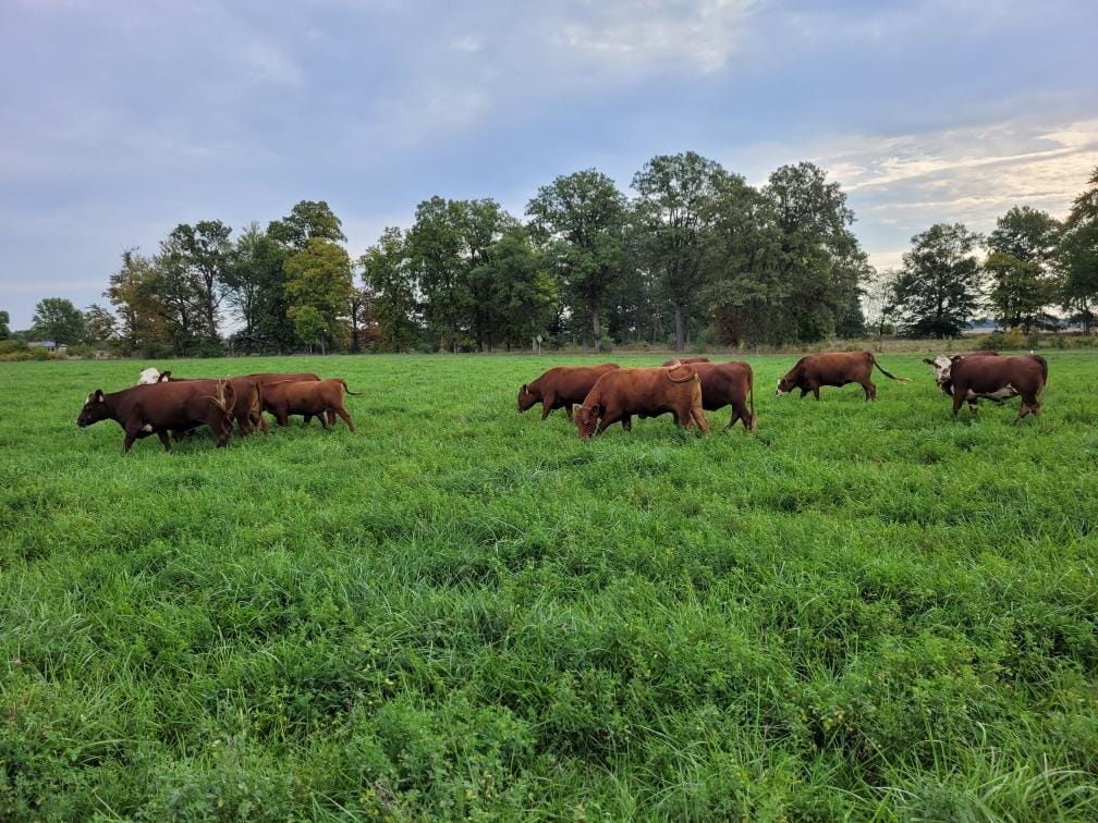 A herd of cattle grazing on lush pasture with tall trees in the background under a partly cloudy sky.