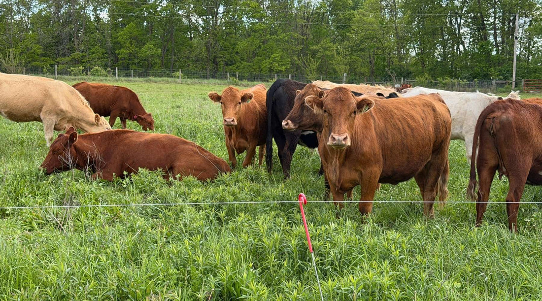 Grassfed Cattle Grazing Newar Carmel indiana