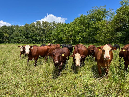 A herd of cattle grazing in diverse pastureland at Tyner Pond Farm, highlighting regenerative practices.
