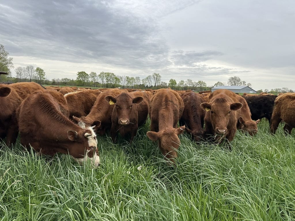 Grassfed Beef