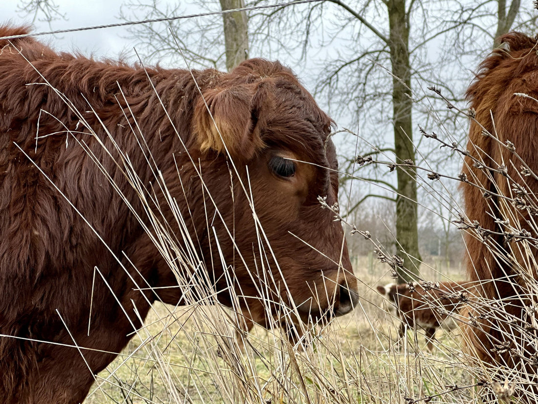 Grassfed Beef in Indiana helps the fight against Global Monopolies
