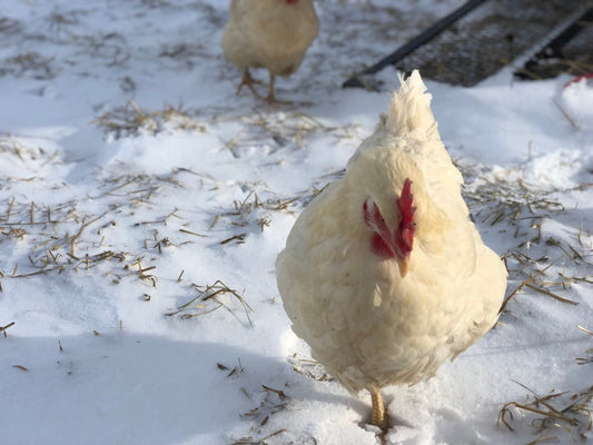 A white pasture-raised chicken standing in the snow, with another chicken visible in the background. The ground is covered in snow with scattered straw.