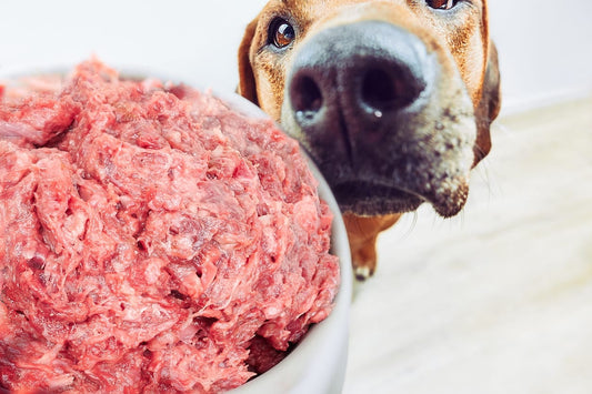 Dog enjoying a bowl of raw grass-fed ground beef as part of a biologically appropriate raw food diet.