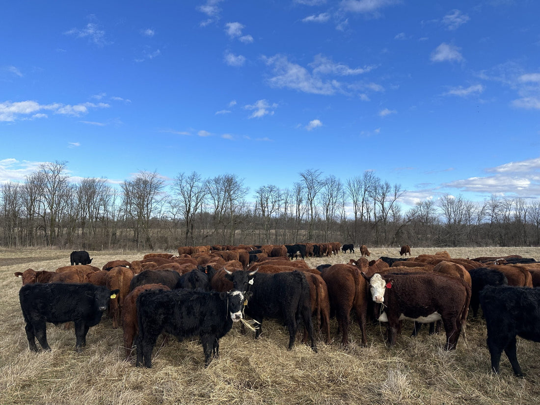 Grassfed Freezer Beef, Indiana
