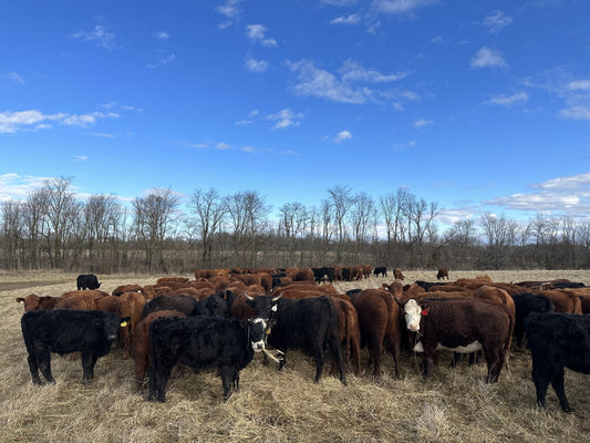 Grassfed Freezer Beef, Indiana
