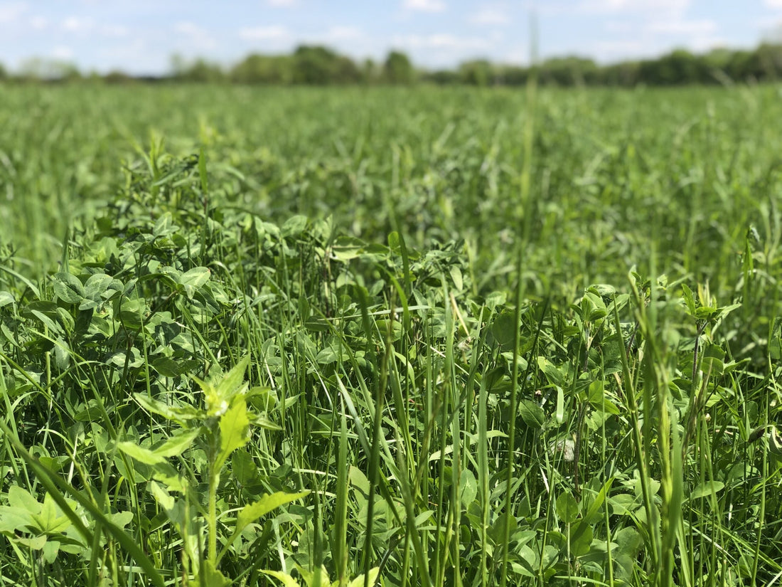Regenerative Farming In Indiana
