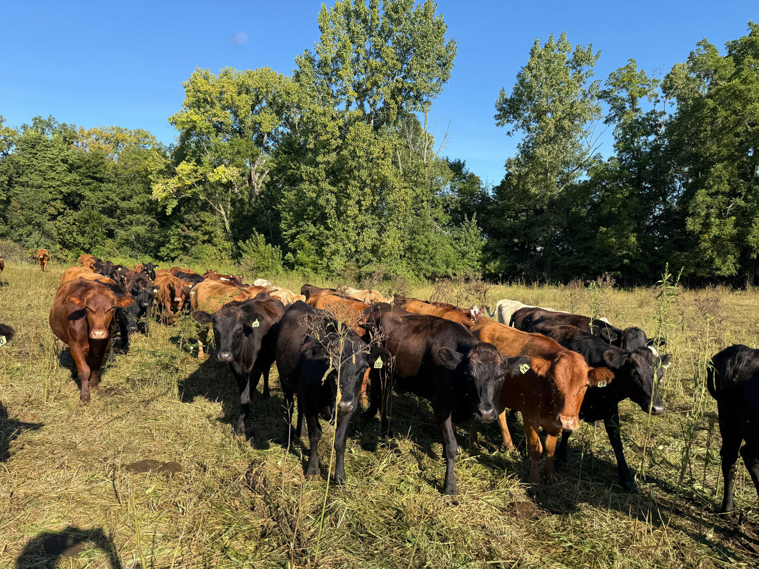 A herd of grassfed cattle grazing at Tyner Pond Farm in Indiana. The cattle are moved daily through fresh paddocks as part of a regenerative grazing system that produces nutrient-dense grassfed beef.