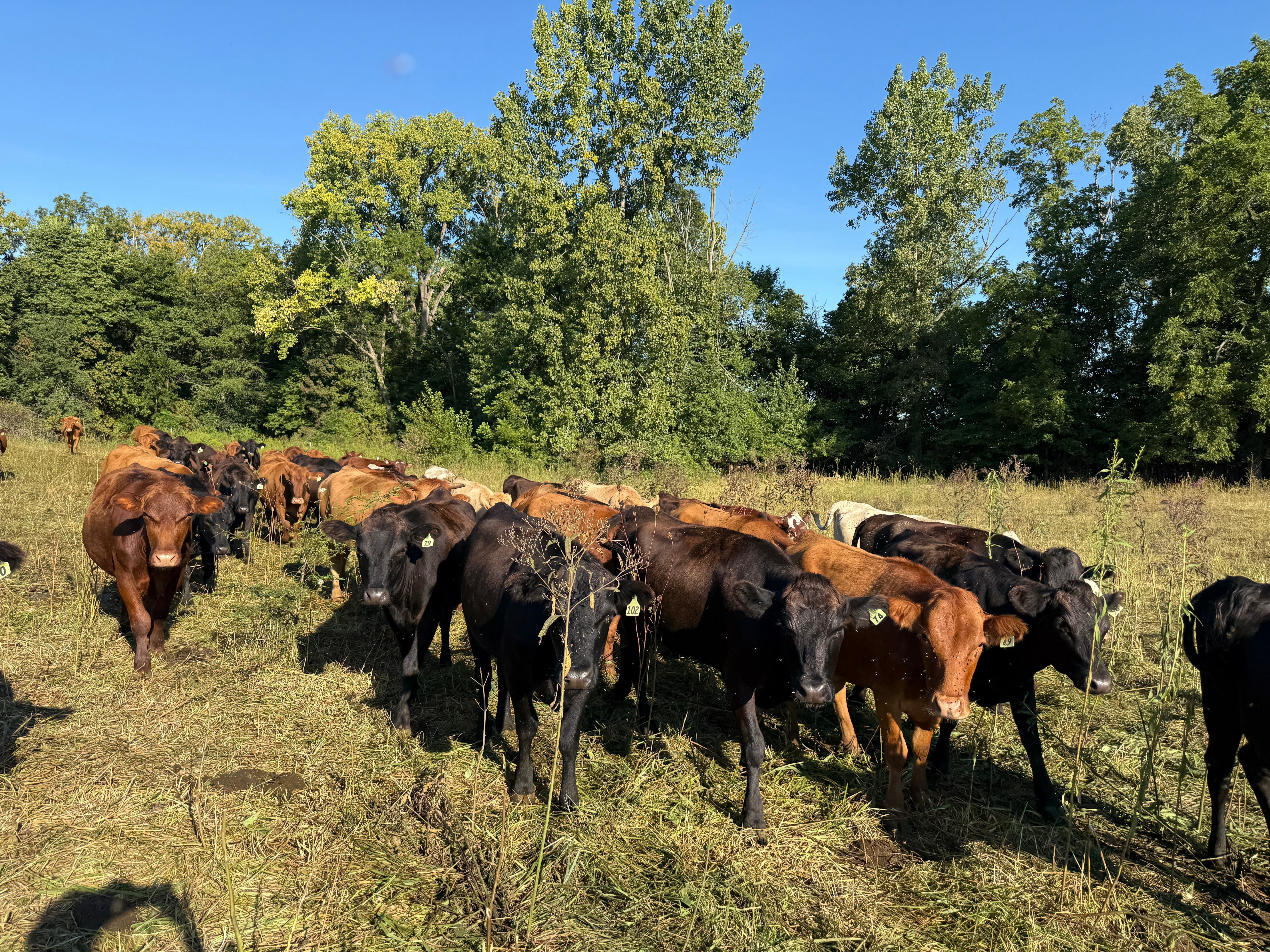 A herd of grassfed cattle grazing at Tyner Pond Farm in Indiana. The cattle are moved daily through fresh paddocks as part of a regenerative grazing system that produces nutrient-dense grassfed beef.