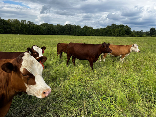 Grass fed beef and Methane