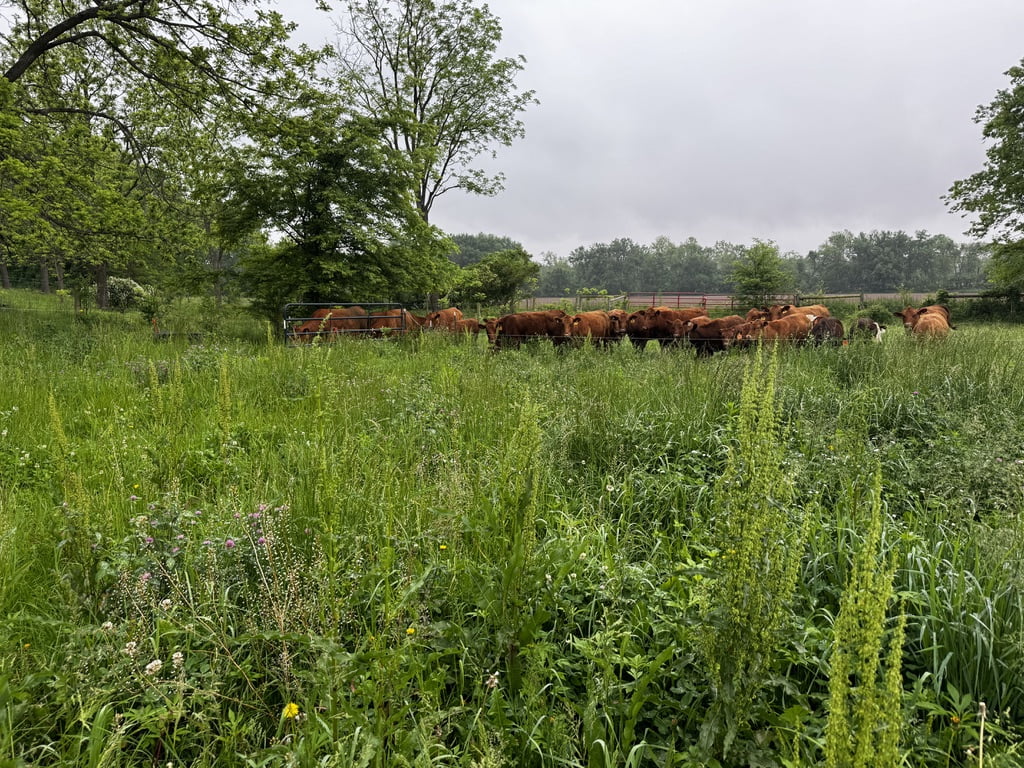 Regenerative Farm, Grassfed Beef