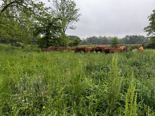 Regenerative Farm, Grassfed Beef