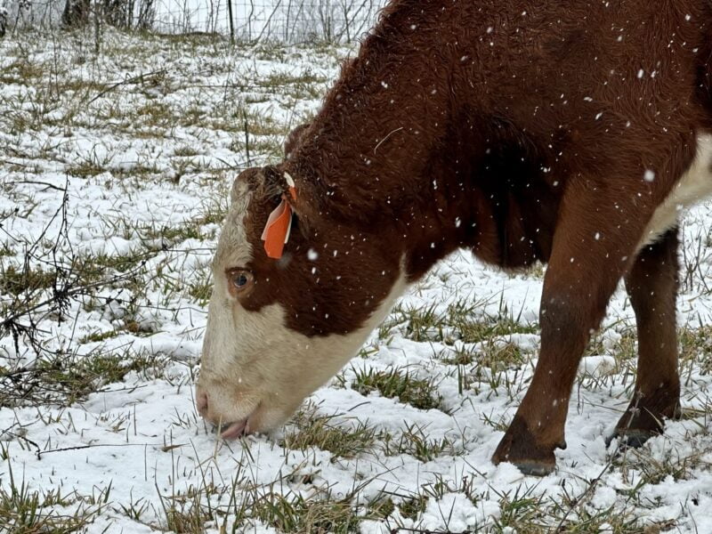 Grassfed Beef Cattle