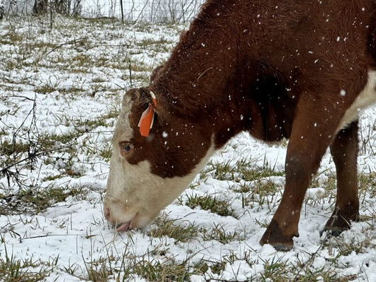 Grassfed Beef Cattle