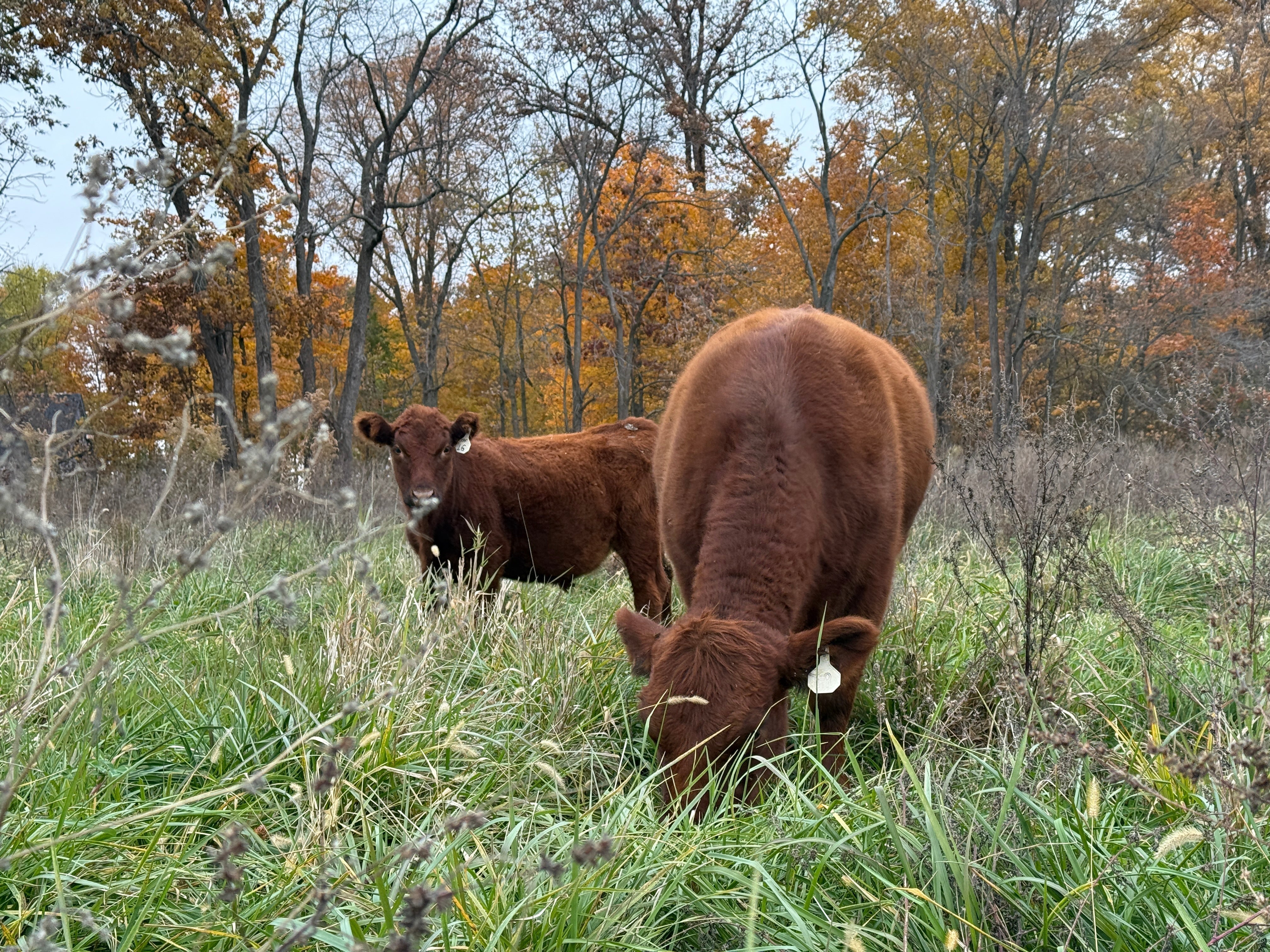 Local Indiana Grass Fed Beef grazing near Greenfield
