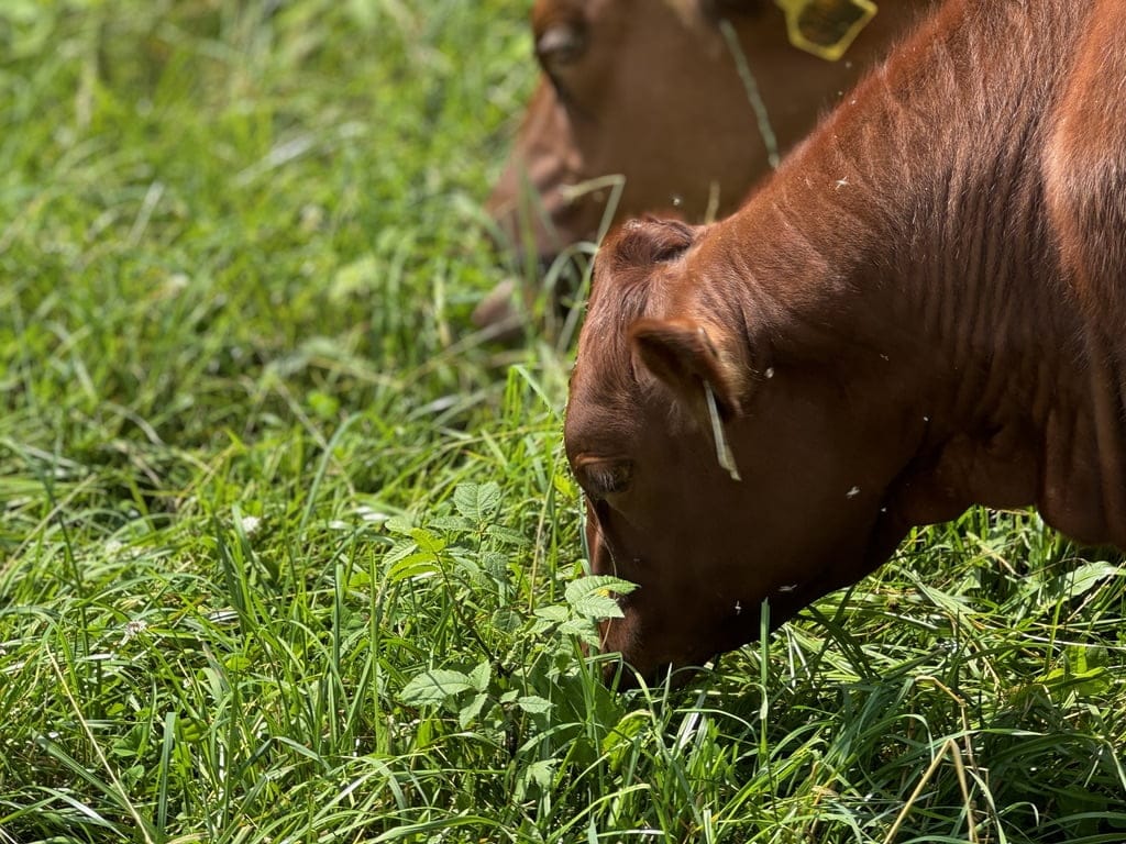 Close-up of cattle grazing in diverse, nutrient-rich pastures at Tyner Pond Farm.