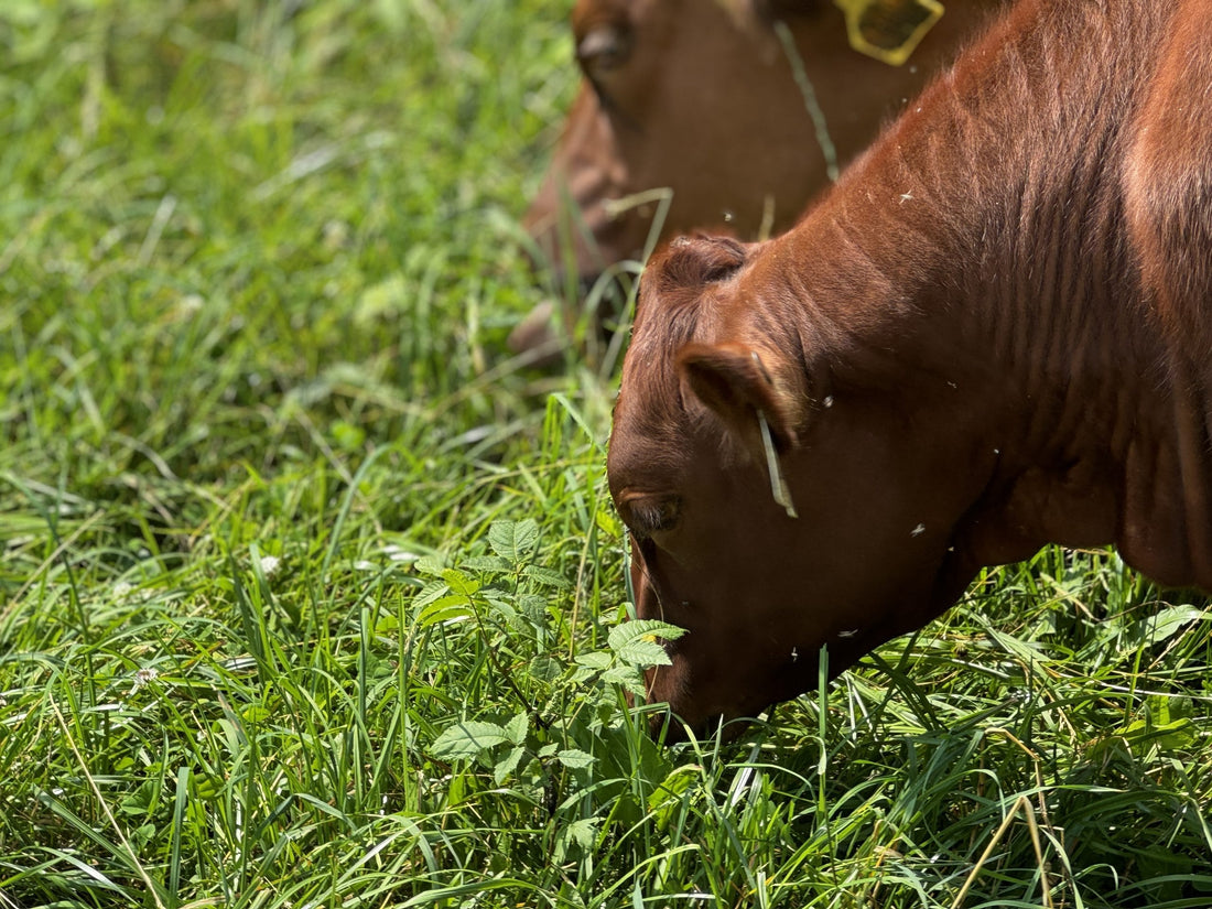 Close-up of cattle grazing on lush, green forage at Tyner Pond Farm.