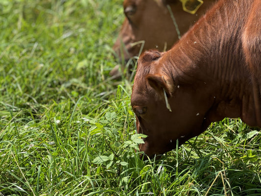 Close-up of cattle grazing on lush, green forage at Tyner Pond Farm.