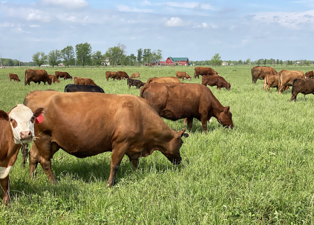 Grass fed Beef, Tyner Pond farm, antibiotics