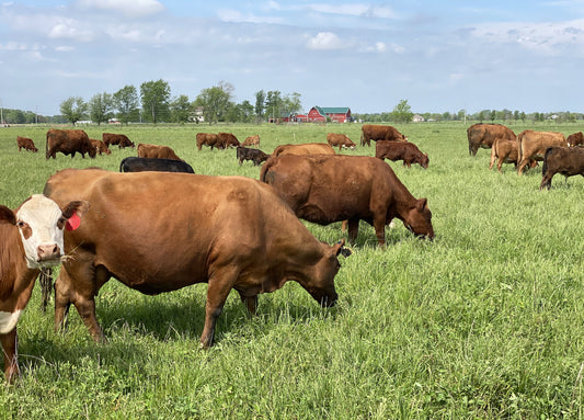 Grass fed Beef, Tyner Pond farm, antibiotics