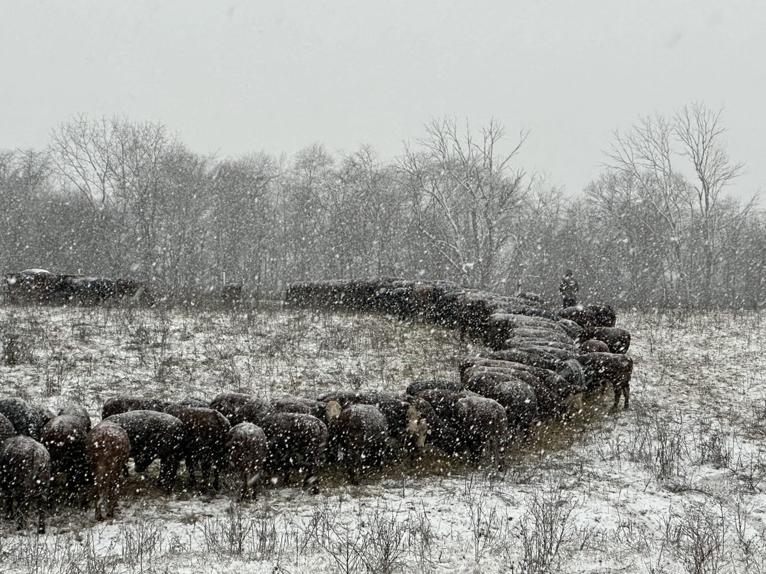 Winter on Tyner Pond Farm - Grass fed Beef