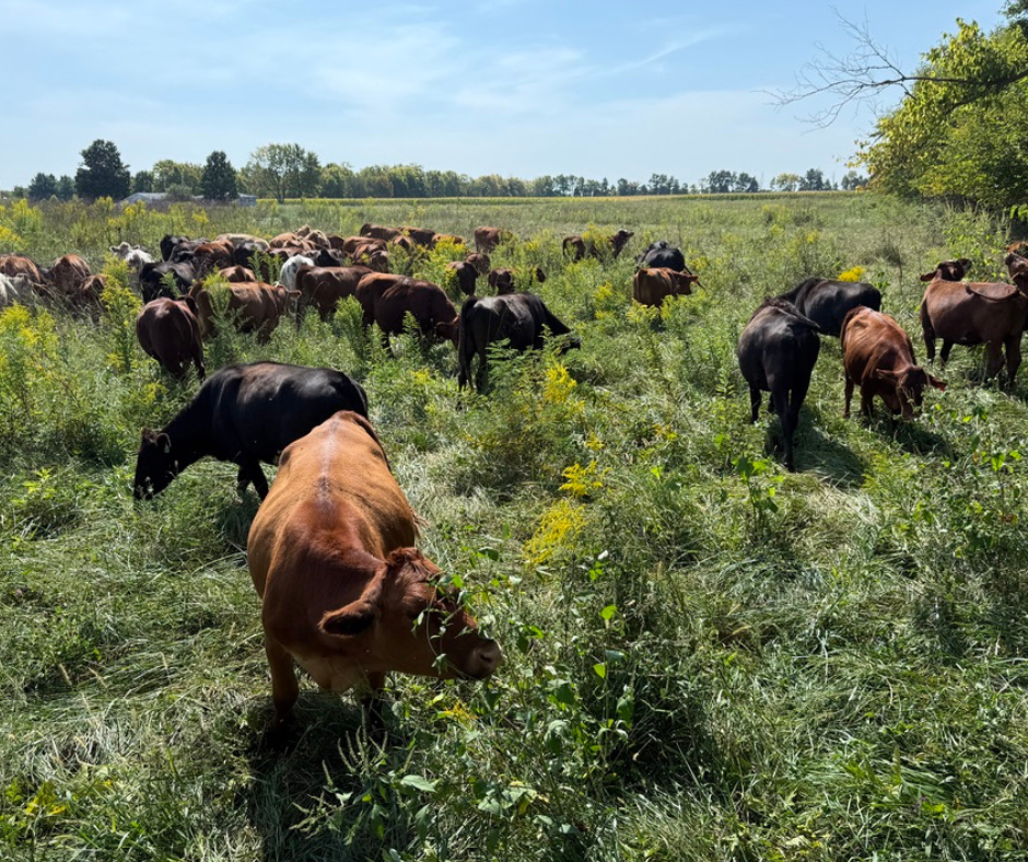 Cattle grazing on pasture at Tyner Pond Farm, representing local food and independent farming in Indiana