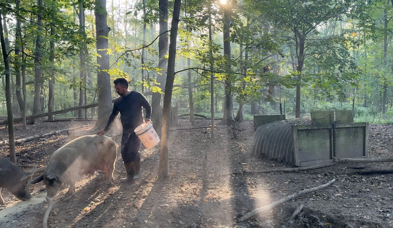 Greg Gunthrop with his Pigs