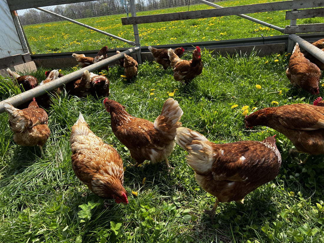 Pasture Raised Chicken