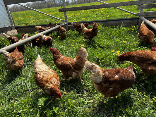 Pasture Raised Chicken