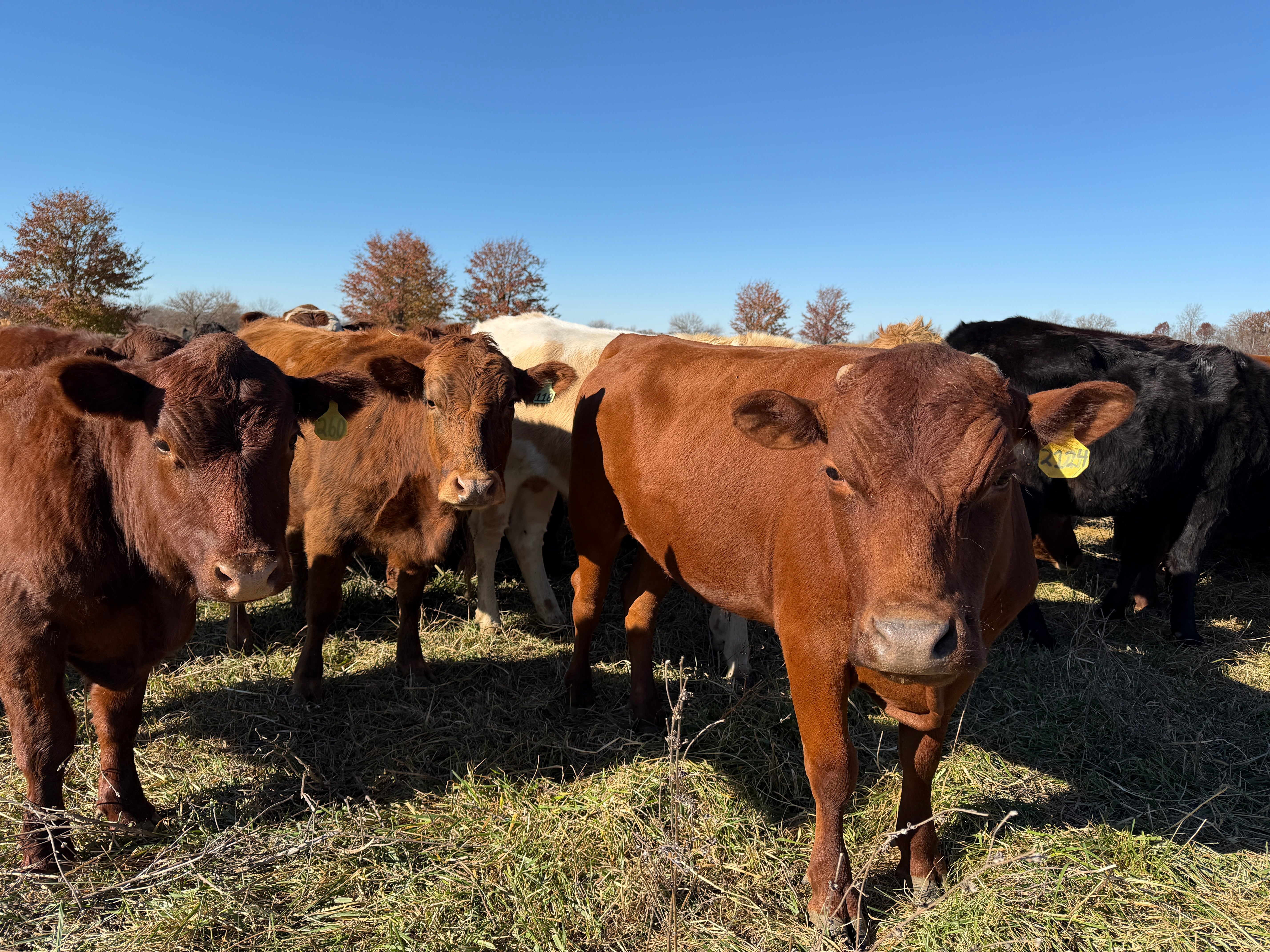 Grass fed Cattle on an Indiana Regenerative Farm