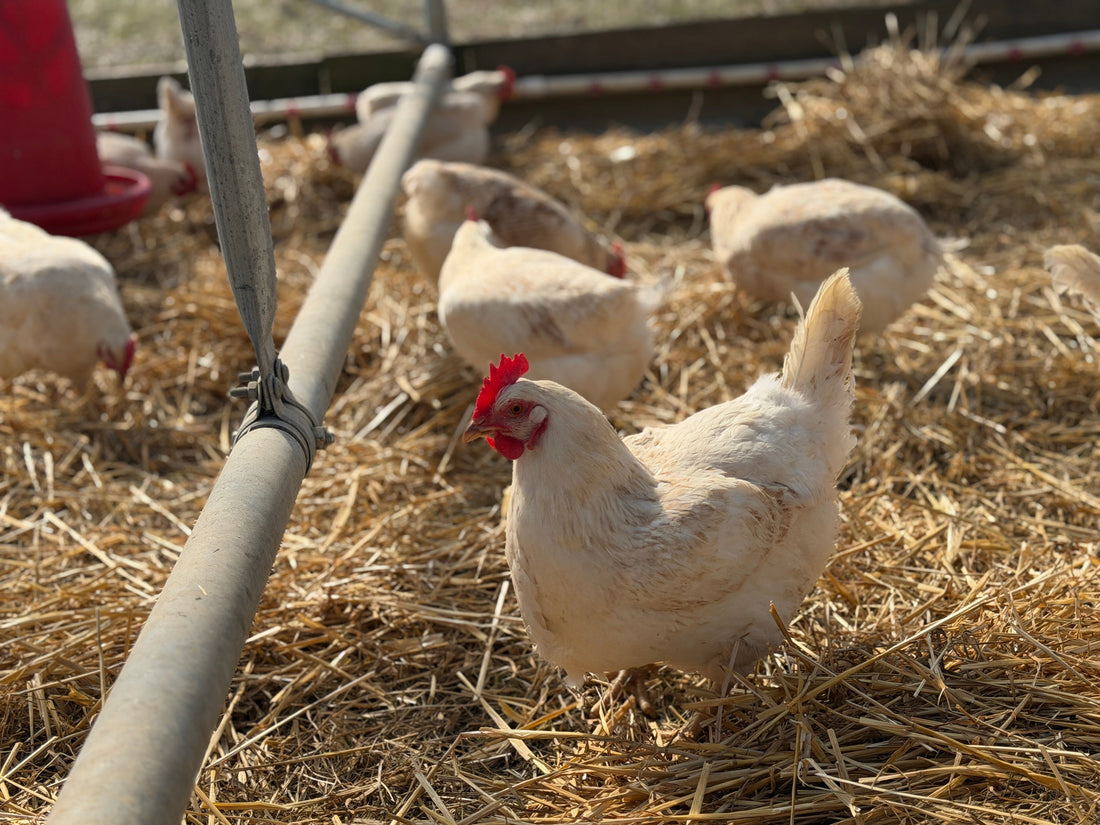 Pasture-raised hens on straw at Tyner Pond Farm in Central Indiana