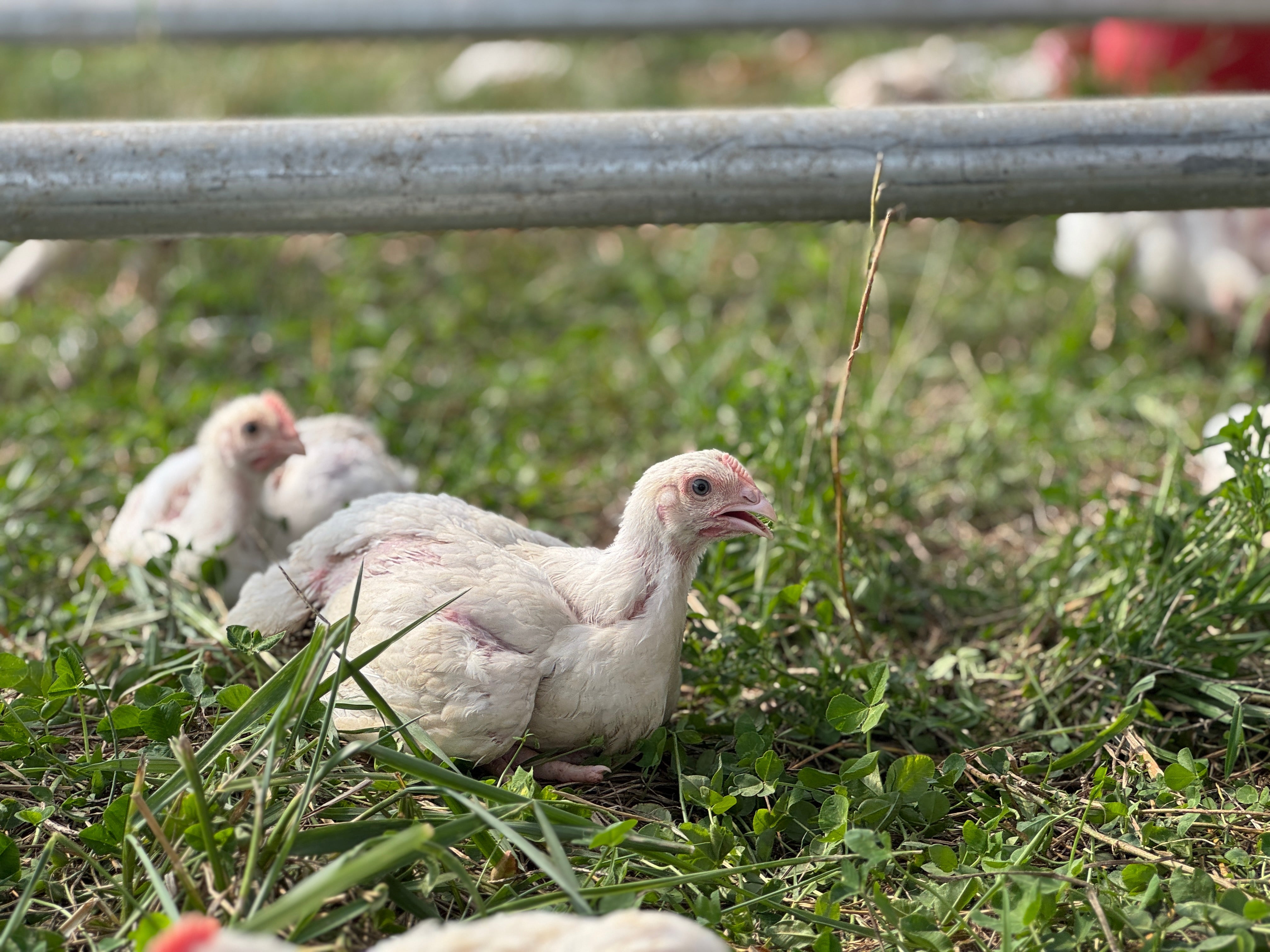 Chickens grazing on green pasture under open sky, daily rotation at Tyner Pond Farm