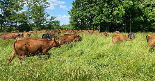 Local Grass Fed Beef
