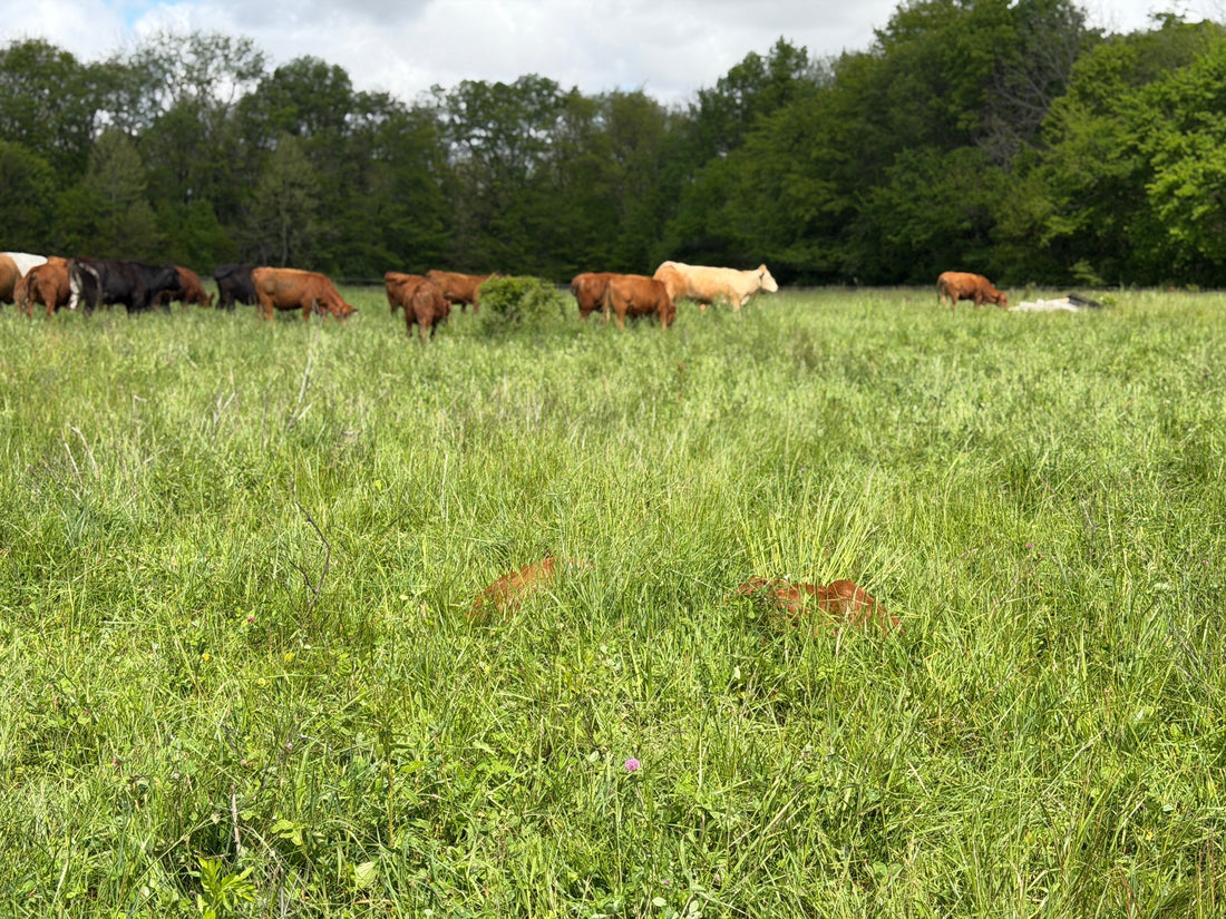 Cattle grazing on pasture at Tyner Pond Farm in Central Indiana after community opposition helped stop a proposed power plant development.