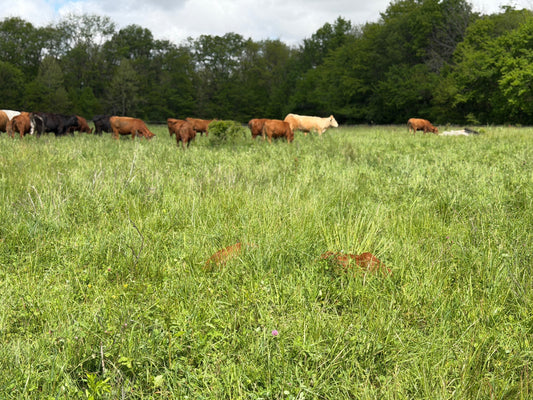 Cattle grazing on pasture at Tyner Pond Farm in Central Indiana after community opposition helped stop a proposed power plant development.