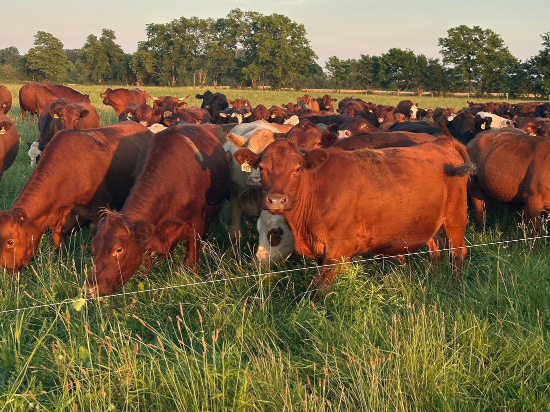 Grass-fed cattle grazing on pasture at Tyner Pond Farm in Central Indiana