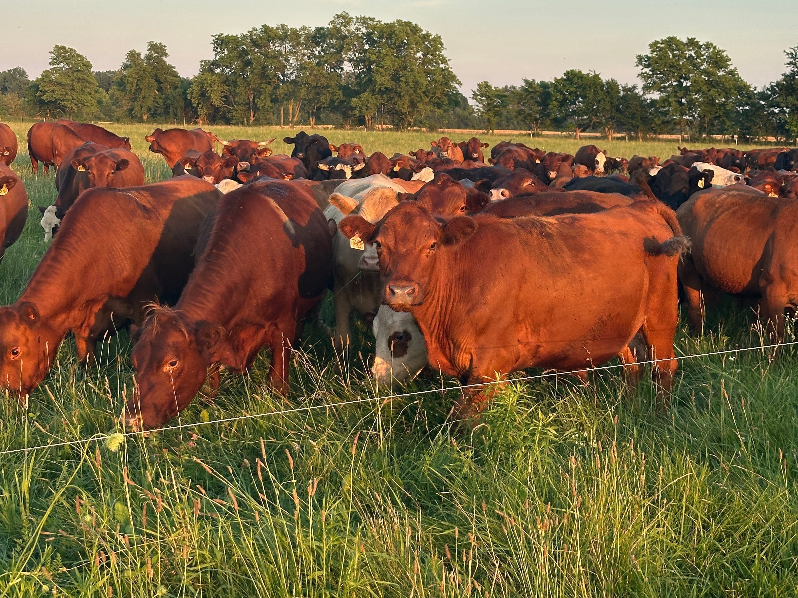 Grass-fed cattle grazing on pasture at Tyner Pond Farm in Central Indiana